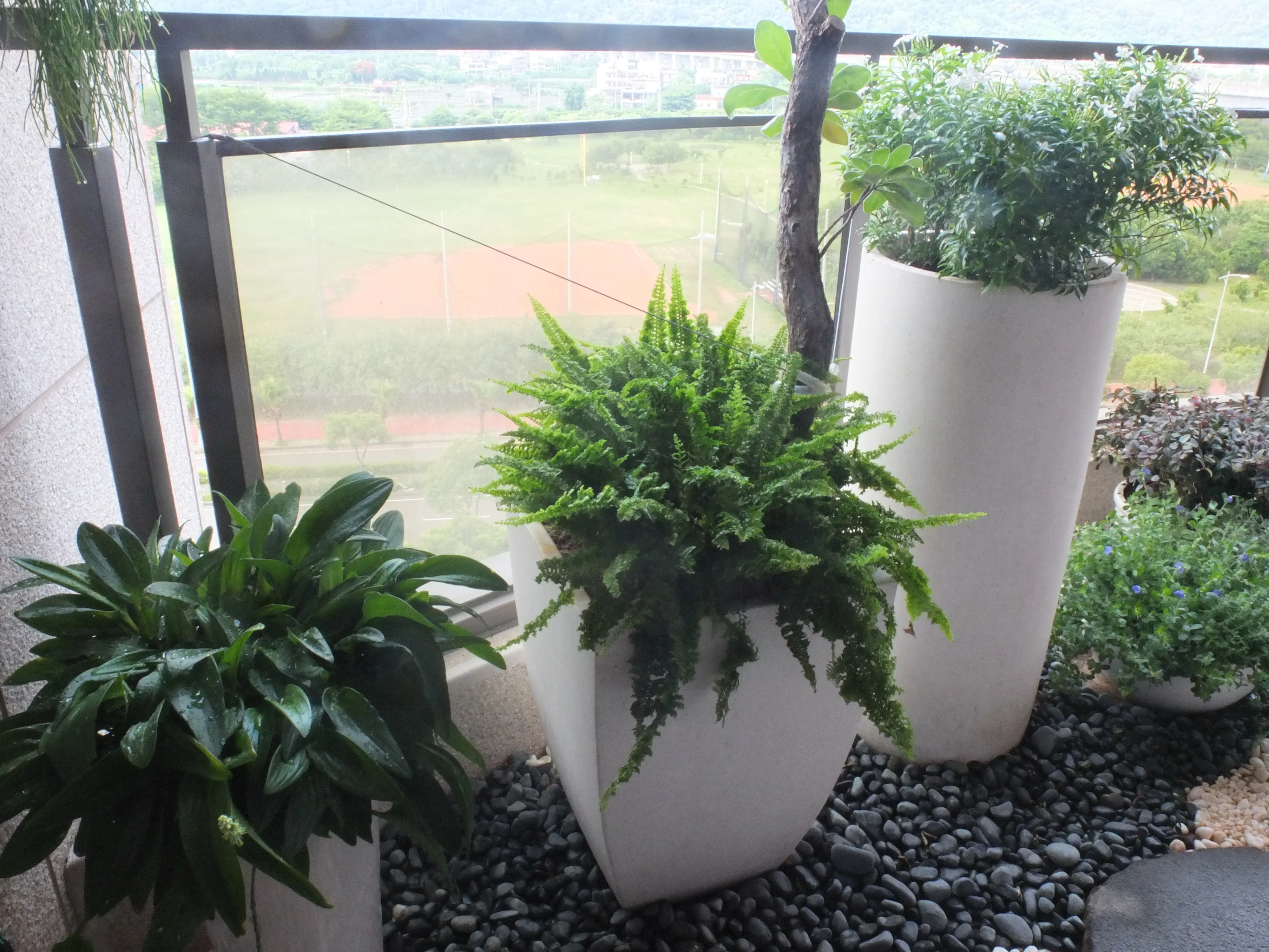 陽台上擺放白色圓形花盆,內有蕨類植物與其他綠色植栽,周圍鋪黑色小石子,玻璃欄杆外可見田野景色