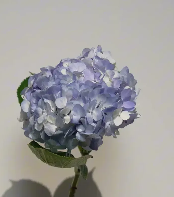 一支藍色繡球花,花序完整、莖已剪短,準備放入花器作為基底