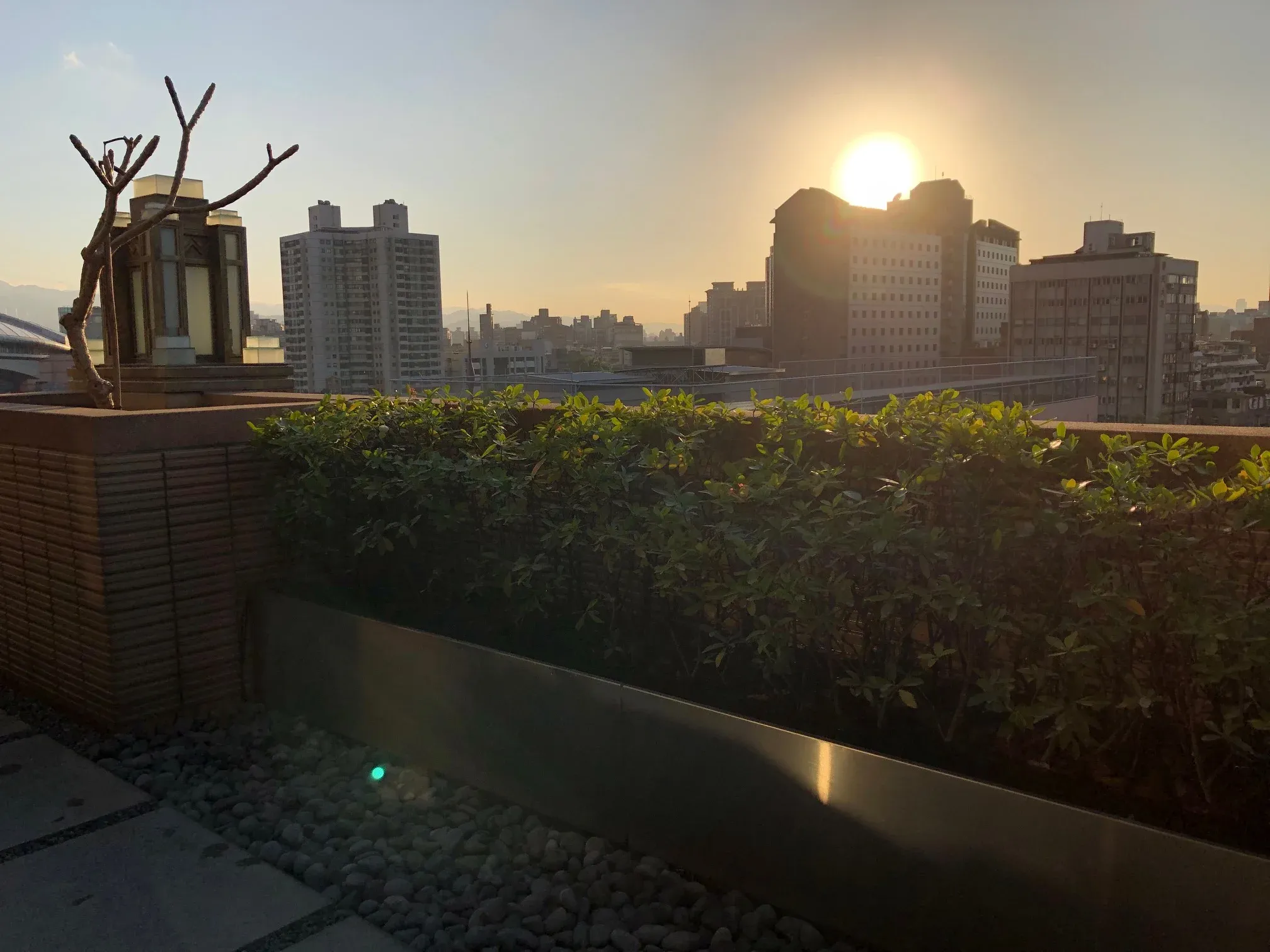 屋頂花園中綠色植物與枯枝藝術裝置,背景為日落時分的城市建築群和明亮的太陽
