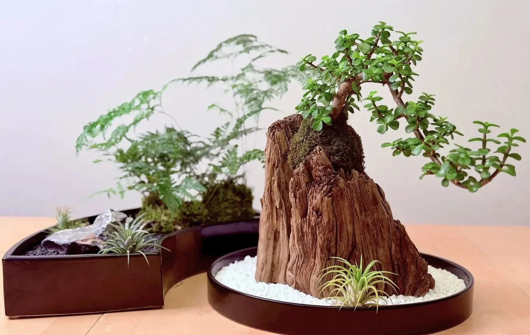 木製盆景展示,包含一個樹樁造型主體搭配綠色植物,旁邊擺放數個棕色陶製容器內種植各式小型植物