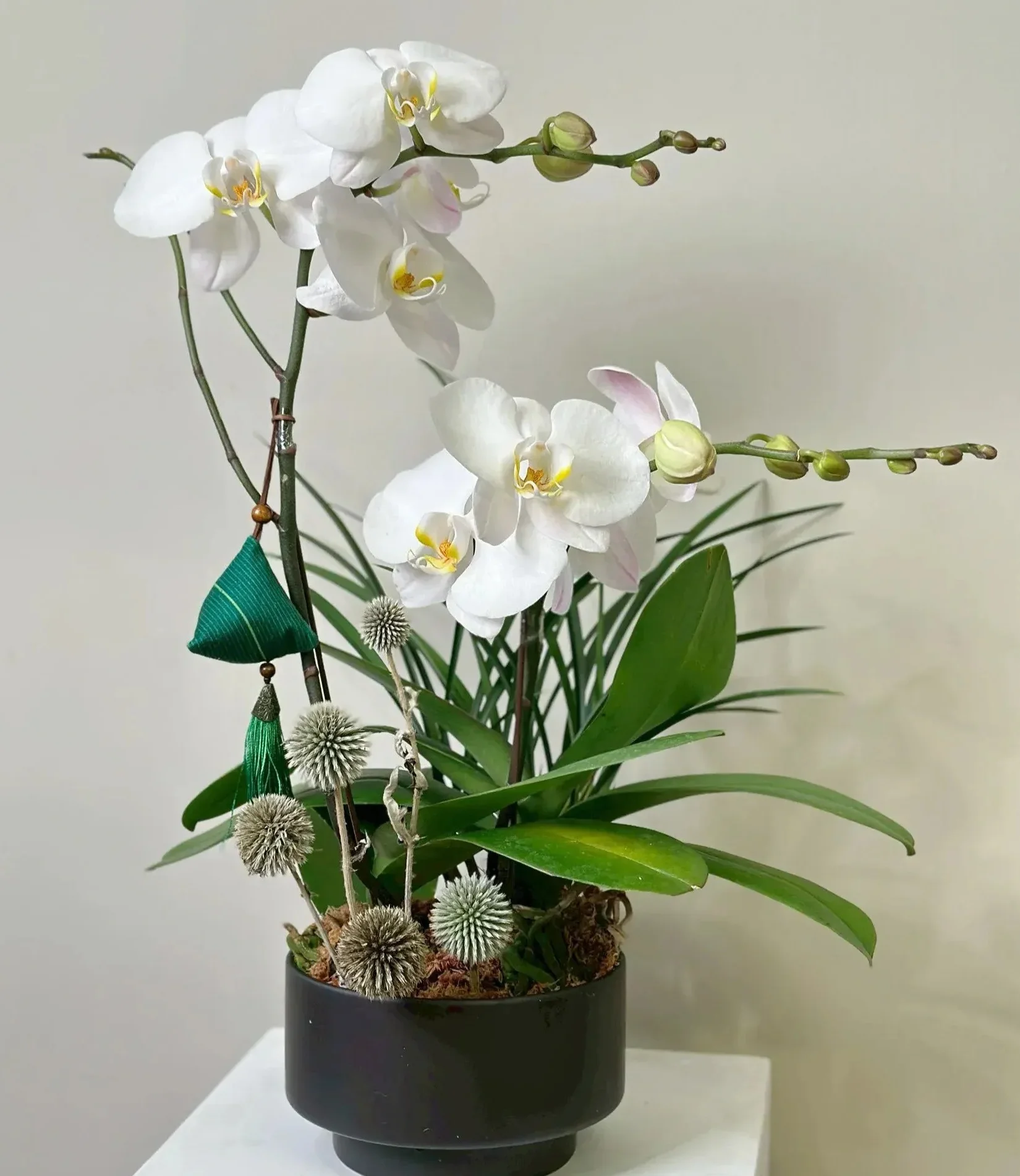 黑色圓形陶盆中插有白色蘭花、綠色長葉植物及乾燥球形花材,配搭綠色布藝飾品,置於白色背景前